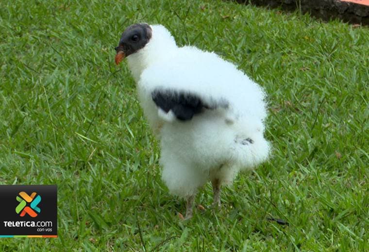 En el Zoo Ave sucedió un hecho histórico: nació un zopilote rey