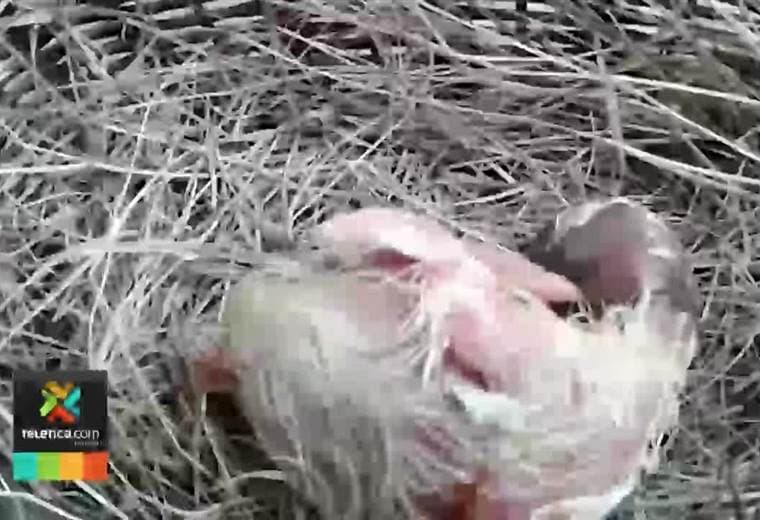 En el Zoo Ave sucedió un hecho histórico: nació un zopilote rey