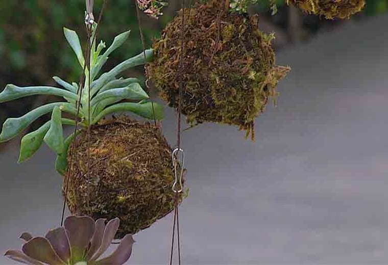 Le enseñamos la técnica ‘Kokedamas’ para tener plantas sin necesidad de macetas en su hogar