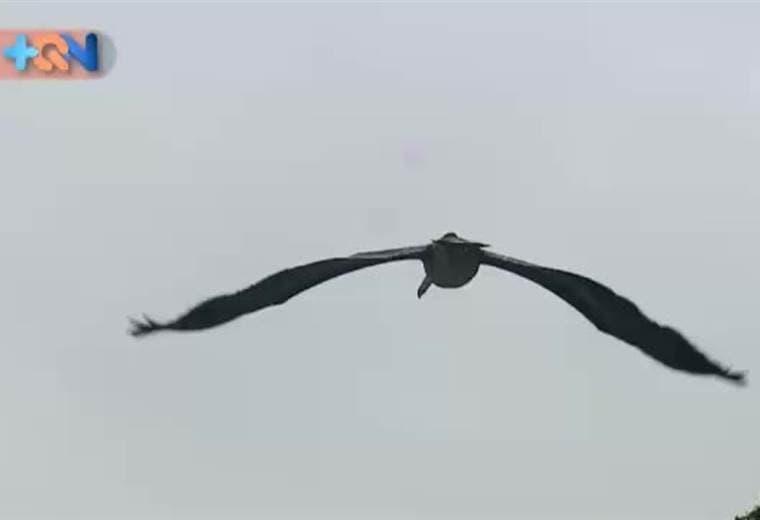 Desde Moín y hasta Nicaragua, todo se puede comunicar por Canales. Pero, como estamos en Matina, vamos a conocer sus espacios, por ejemplo la Reserva Forestal de Pacuare, el pueblito de la zona que no tiene Luz ni agua y también un proyecto turístico de gran importancia para el cantón. En las barras podemos conocer sus playas vírgenes, playas que no han sido explotadas porque la única vía de acceso es por lancha.