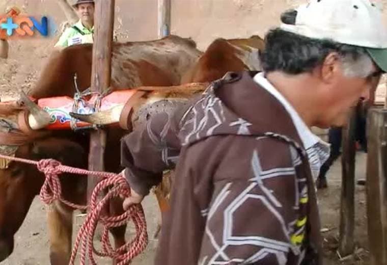 Terminamos nuestro recorrido por la vieja metrópoli invitándole a que conozca un lugar lleno de tradición, montaña y campo. Se trata de Corralillo de Cartago, acá encontrará opciones de turismo comunitario como lo es un trapiche impulsado por bueyes y con música local de acompañante. Una laguna donde la asociación de desarrollo mete mano para que sea bien bonita y limpia y un puente que es patrimonio nacional y comunica Desamparados con Cartago. Anímese a conocer este lugar lleno de cariño de gente.
