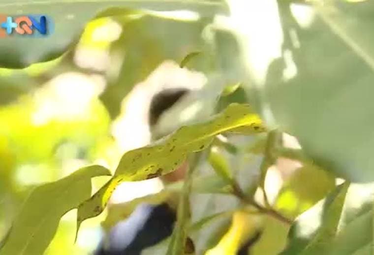 El más guapo de San Mateo debe su apodo a un recuerdo de su infancia. Junto a él su adorable esposa le acompaña para recordar las historias acumuladas en 53 años de matrimonio.   Este vecino de San Mateo es famoso por afilar cuchillos y machetes. Asegura que lo suyo es el trabajo por eso a sus 72 años no hay quien lo detenga.