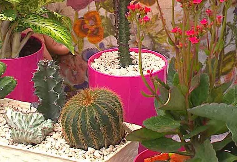 Le mostramos opciones de plantas que requieren poca agua