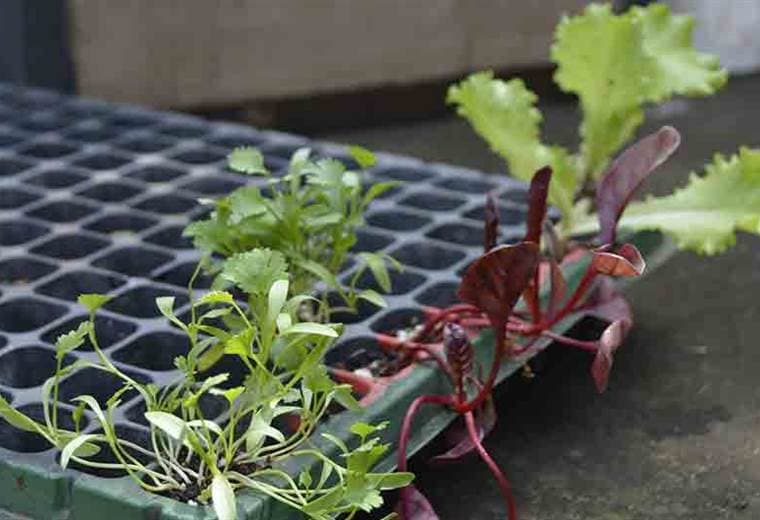 Aprenda a hacer su propia huerta en casa con los siguientes consejos