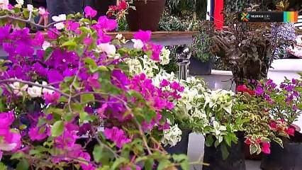 Aprenda a cuidar las veraneras con los siguientes consejos