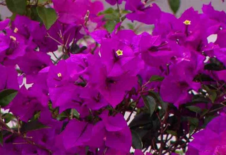 Aprenda a cuidar las veraneras con los siguientes consejos 