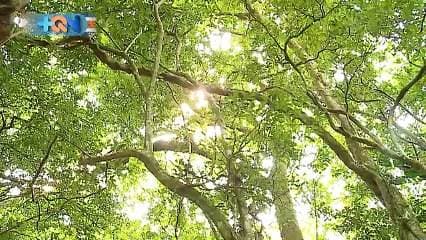 El pueblo de Cuipilapa se ubica a 7 km de La Fortuna de Bagaces. Su belleza la hace notar el cerro La Giganta y el volcán Miravalles.  En este pequeño pueblo viven unas cien personas. La gran mayoría dedicados a la agricultura y ganadería.   Es en Cuipilapa donde nos encontramos unas de las joyas arquitectónicas más bellas del país.   Se trata de un templo de madera con más de 120 años dedicado a San José.