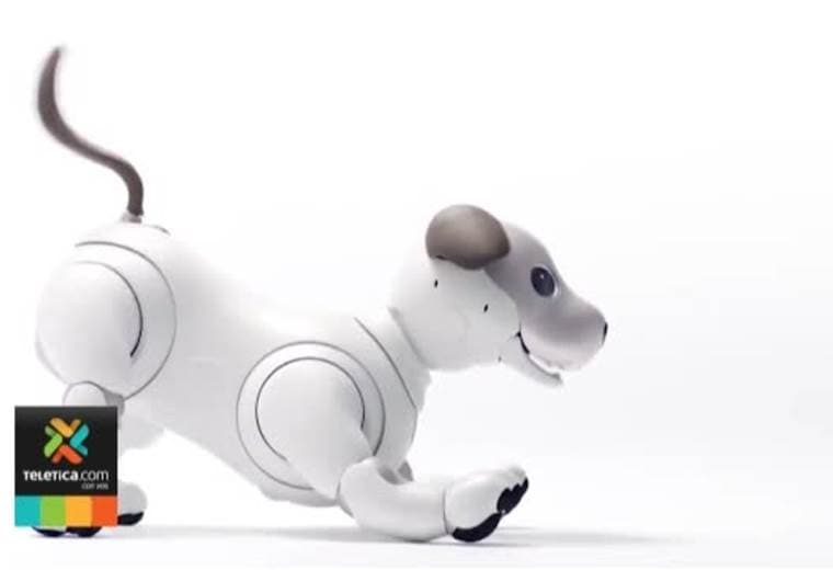 ¿Quiere tener una mascota divertida y que su única preocupación sea cargar sus baterías?