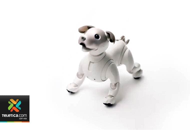 ¿Quiere tener una mascota divertida y que su única preocupación sea cargar sus baterías?