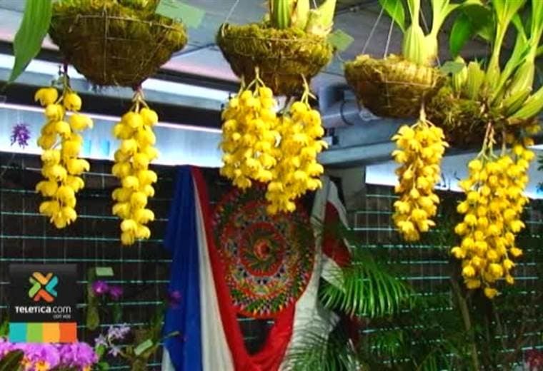 Compre orquídeas a precios de feria en la exhibición que se realiza en San José