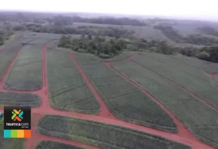 Reportan pérdidas millonarias en las exportaciones de banano y piña