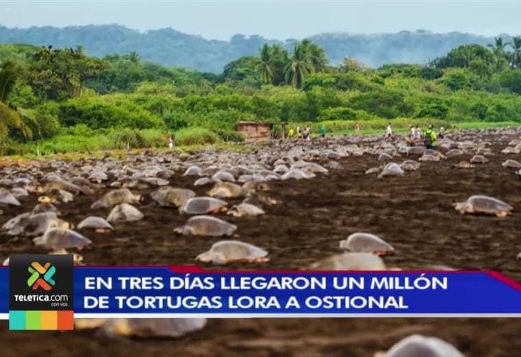 En tres días llegaron un millón de tortugas lora a desovar a Ostional de Guanacaste