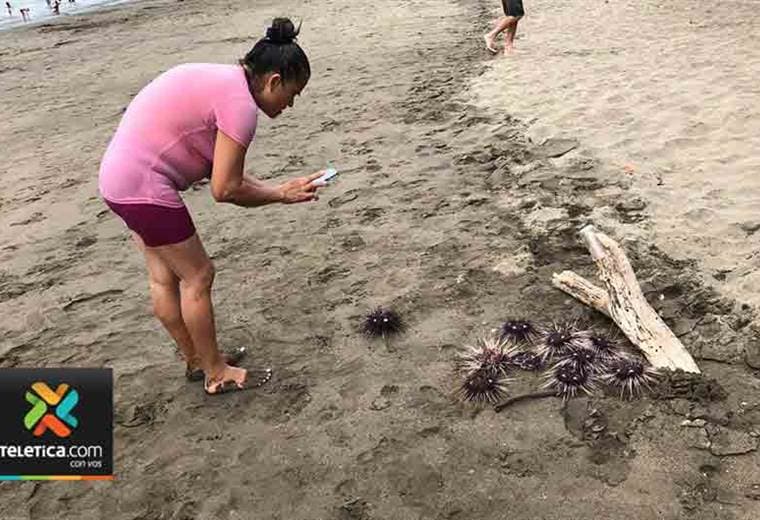 Colonia de erizos en playa Panamá