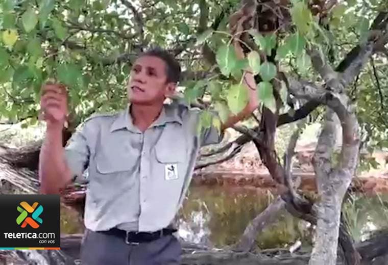 17 personas se han intoxicado este año por el árbol de manzanillo