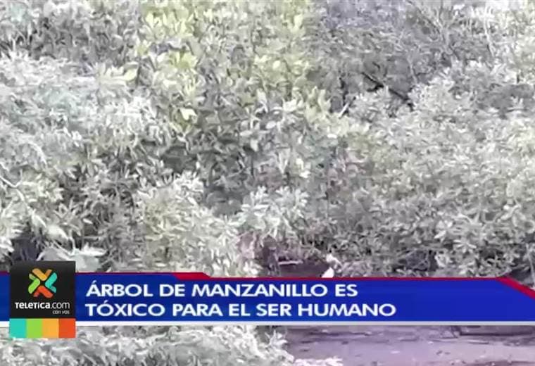 17 personas se han intoxicado este año por el árbol de manzanillo