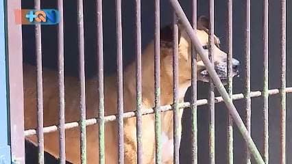 Se ubican camino al Monte de La Cruz y su objetivo es disminuir la cantidad de animales que habitan en las calles, por eso realizan atienden mascotas a bajo costo y reciben aquellos que fueron rescatados.  En total son 10 personas quienes logran mantener en pie este sitio, así como patrocinadores y padrinos de animales. La dueña llegó a Costa Rica hace tres décadas y desde ese momento decidió comprometerse con los pequeños amigos de cuatro patas del país.  Si desea ayudar de alguna manera obtendrá la información en el reportaje.