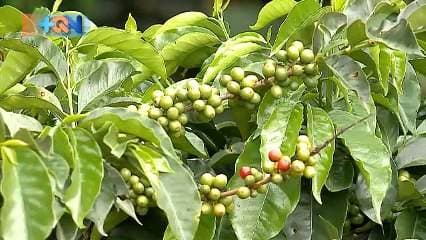 La familia de los Cayitos tiene historia en Dota. Ellos han ganado por segunda vez la taza de la excelencia, se trata del reconocimiento más importante del país y que refleja el éxito de una finca con respecto a la calidad del café. Los Cayitos son una familia de cafetaleros quienes trabajan unidos, padres e hijos, por brindar la mejor opción de café para Costa Rica y el mundo.