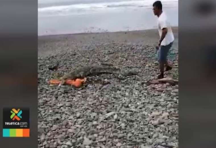 Hombres capturaron cocodrilo en Dominical bajo condiciones de mucho riesgo según Bomberos