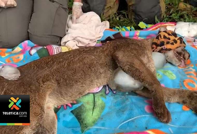 Rescatistas capturaron puma que se metió a patio de una casa en Garabito