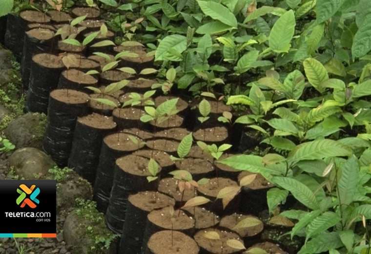 Cooperativas de electricidad donarán 5.000 árboles