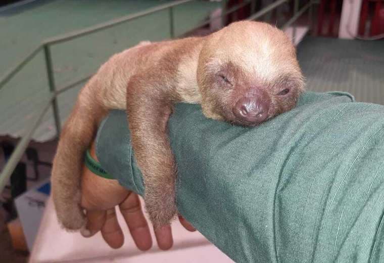 Rescatan cría de oso perezoso en Chacarita de Osa