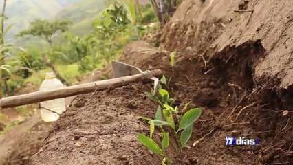 Coca en Centroamérica: ¿amenaza inevitable?