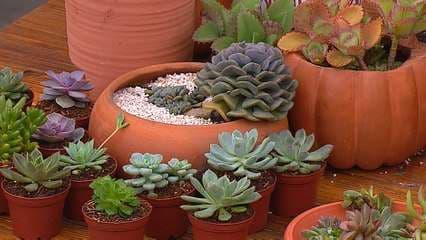 Todo sobre reproducción de suculentas