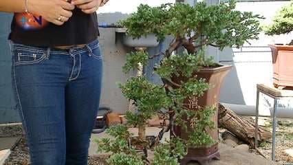 Hotel y hospital para su bonsai