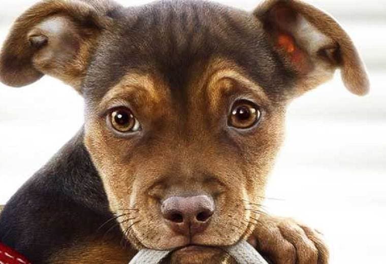 Mis huellas a casa - 2019