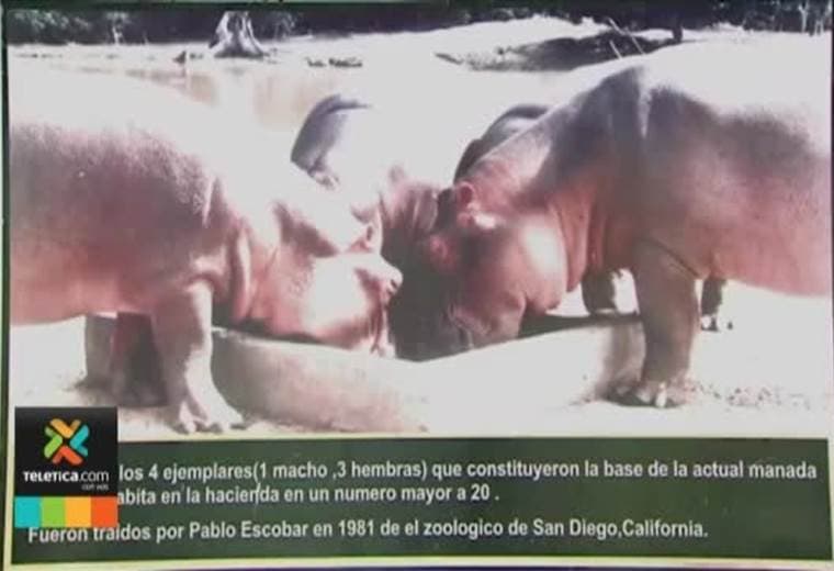 temor en Colombia por los hipopótamos de Pablo Escobar