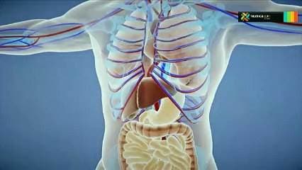 Consejos para evitar que los años nos castiguen ante la falta de proteína en nuestro cuerpo