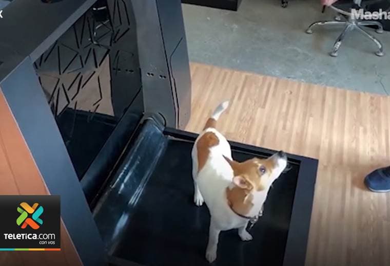 Conozca el primer recolector inteligente de desechos de perro