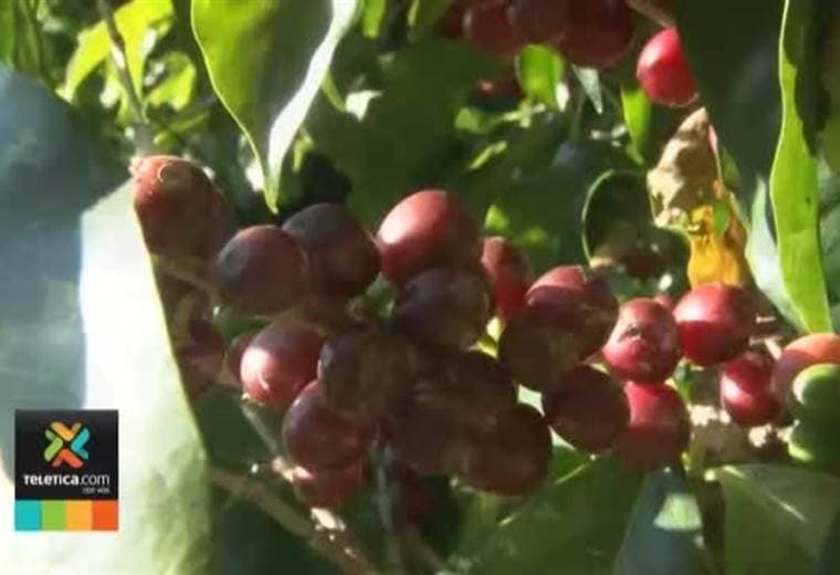 Vecino de León Cortés hace finos lapiceros con madera de café y los vende en Europa y Estados Unidos