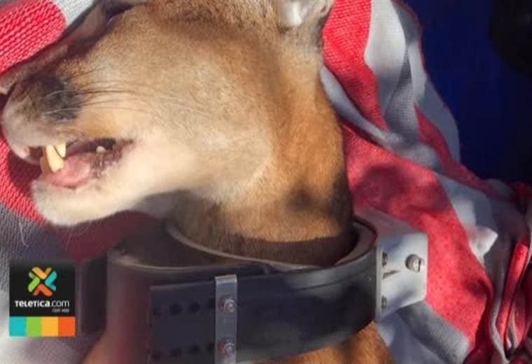Collar con GPS permite a investigadores saber dónde está y qué hace el puma encontrado en Tibás