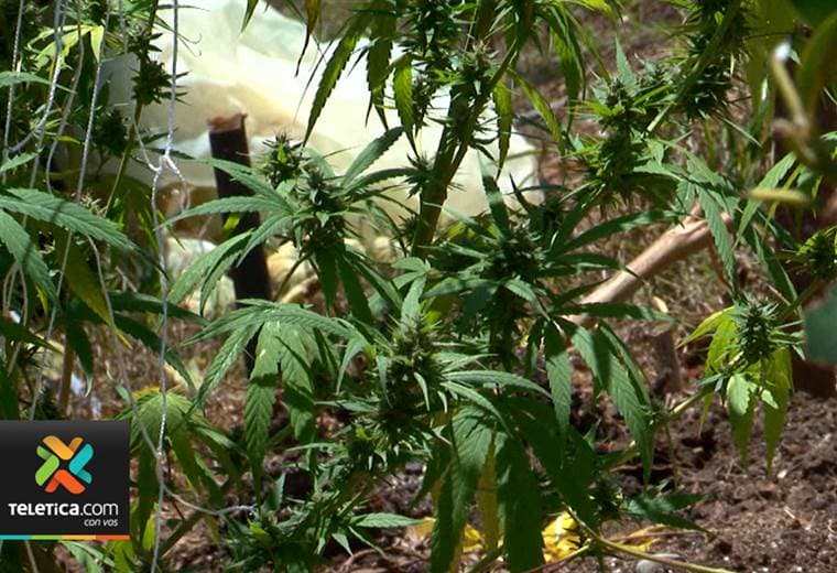 Cannabis medicinal mejoró la calidad de vida de una paciente de lupus en Quepos
