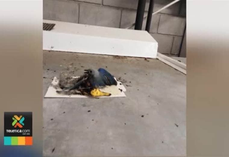 Denuncian uso de trampas que lastiman a los animales silvestres