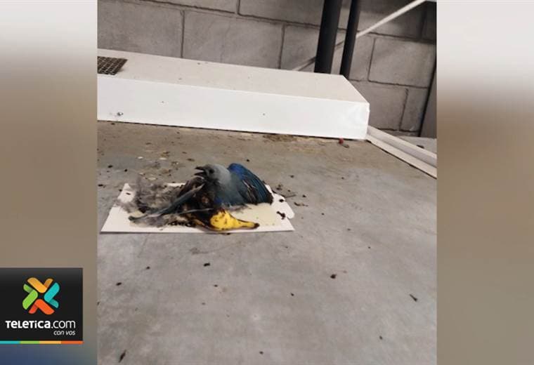 Denuncian uso de trampas que lastiman a los animales silvestres