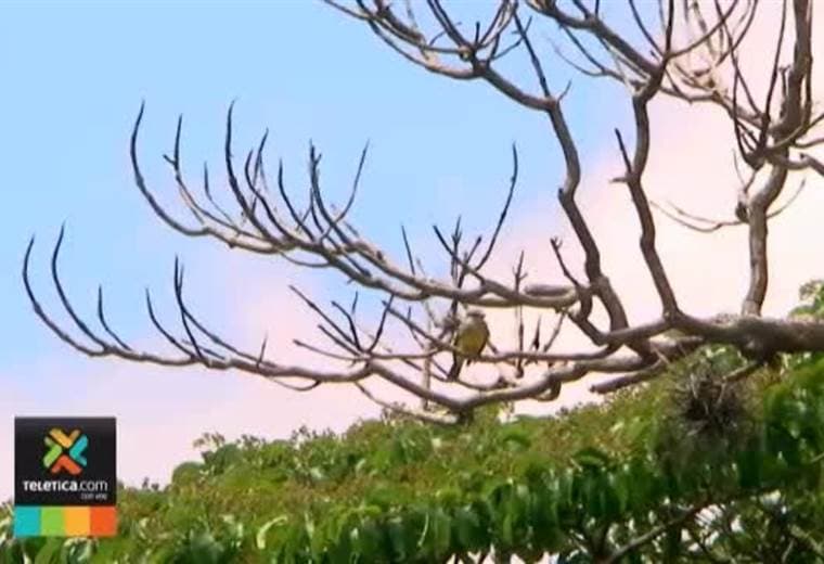 Miocimar alerta de oleaje alto en aguas del pacífico