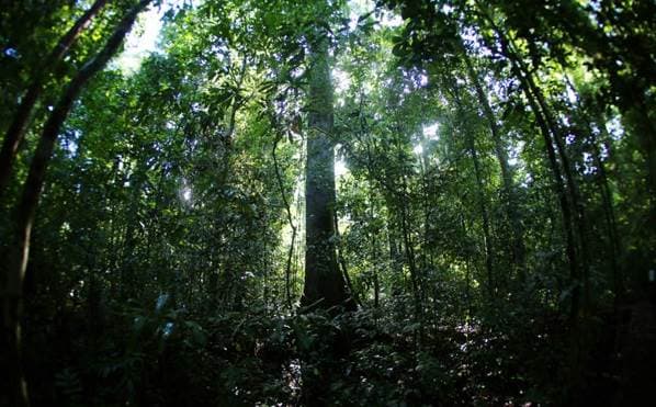 Proyecto busca que metas climáticas pasen por el Congreso y cuenten con financiamiento