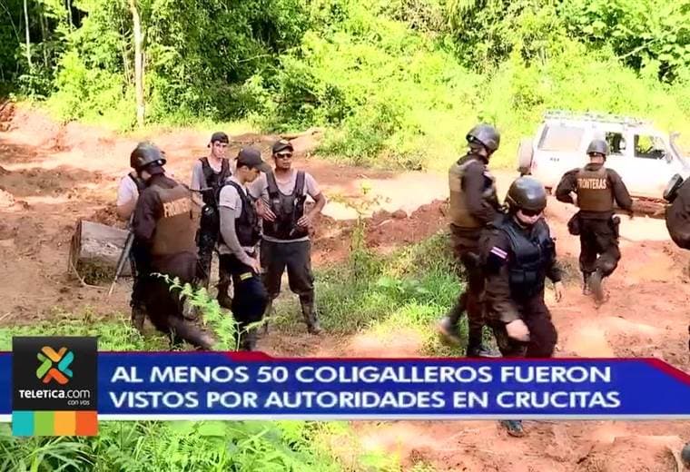 Inspección encontró al menos 50 coligalleros en Crucitas