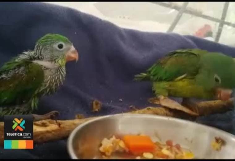 Sinac anunció operativos para sancionar tráfico ilegal de flora y fauna en esta Semana Santa