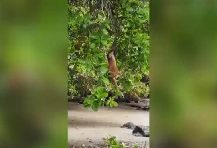 Guía turístico graba puma en playa San Pedrillo en Corcovado