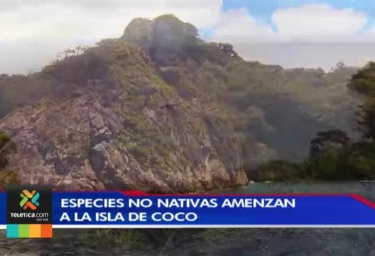 La presencia de cerdos, venados, gatos y ratas, amenazan especies nativas de la isla del Coco