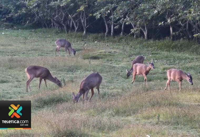 La presencia de cerdos, venados, gatos y ratas, amenazan especies nativas de la isla del Coco