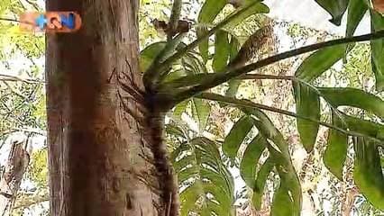 Si no son los marimberos es la retahilera y si no es ella es la cantante.  Estamos en Corosalito de Nandayure, un hermoso pueblo costero donde el talento fluye en todo momento.  Imagínese que son nietos de los cantantes y músicos del grupo Azul Plata.  Conozca más de ellos en la siguiente nota.