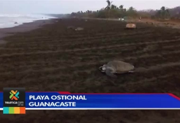 Tortugas heridas debido a las malas prácticas pesqueras llegan en la arribada en playa Ostional
