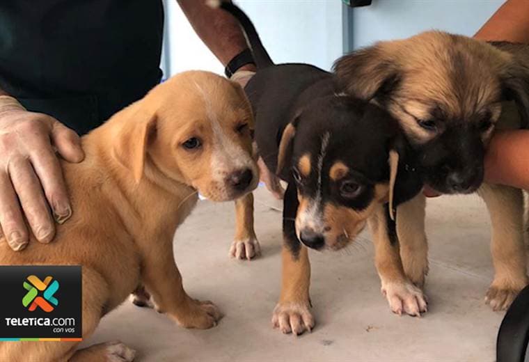 Veterinarios atendieron de manera gratuita a 500 animales en las zonas indígenas de nuestro país