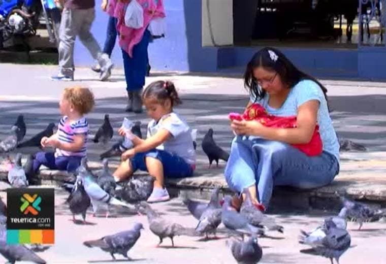 Palomas del centro de San José están en la mira de las autoridades y podrían se esterilizadas