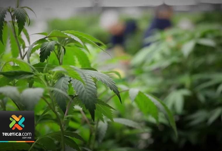 Ticos se unirá a una marcha mundial en favor del uso del cannabis medicinal