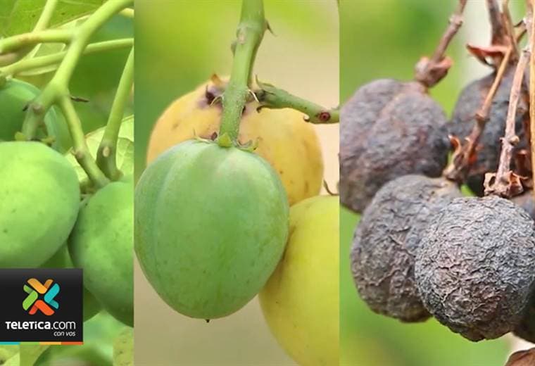 Dos plantas peligrosas tienen en alerta a los médicos por un aumento en las intoxicaciones